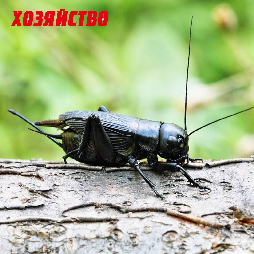 Сверчок домовой