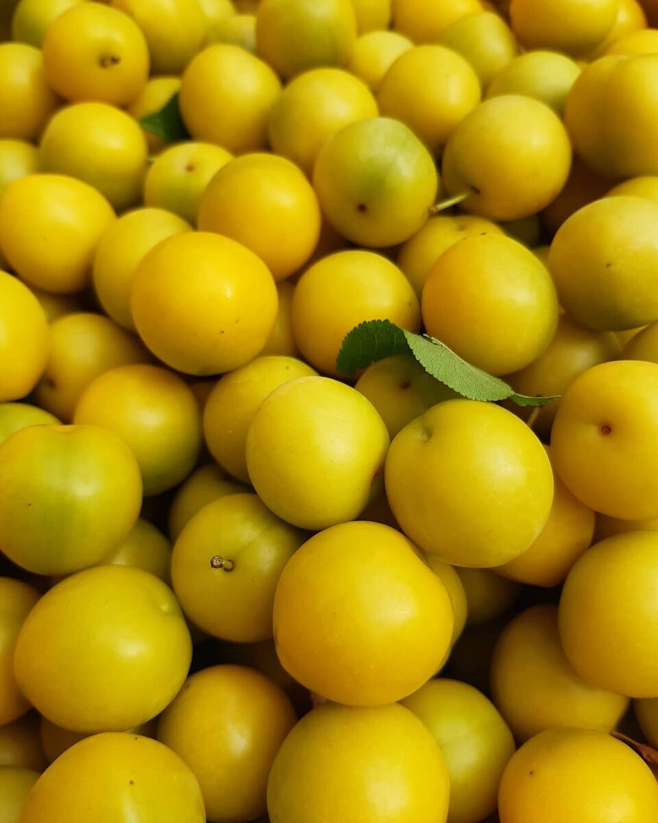 Алыча Источник Яндекс.картинки