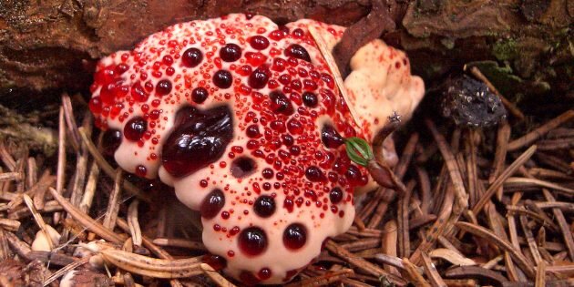 Гиднеллум Пека. Этот гриб не хищный и даже не ядовитый, просто брутально выглядит. Изображение: Wikimedia Commons📷
