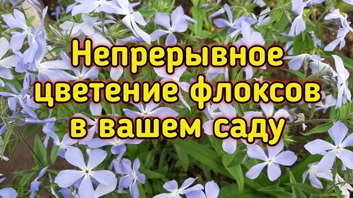 Непрерывное цветение флоксов в Вашем саду