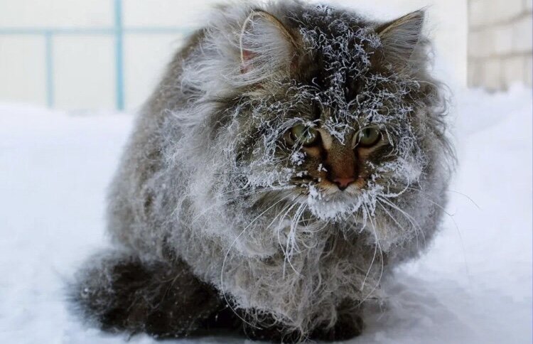 Фото взято из сети интернет 