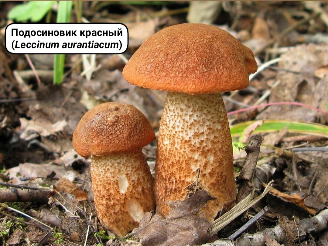 Яндекс. Картинки.