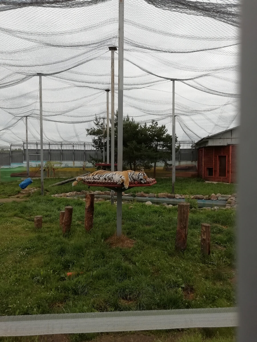 тигр отдыхает (фото из личного архива)