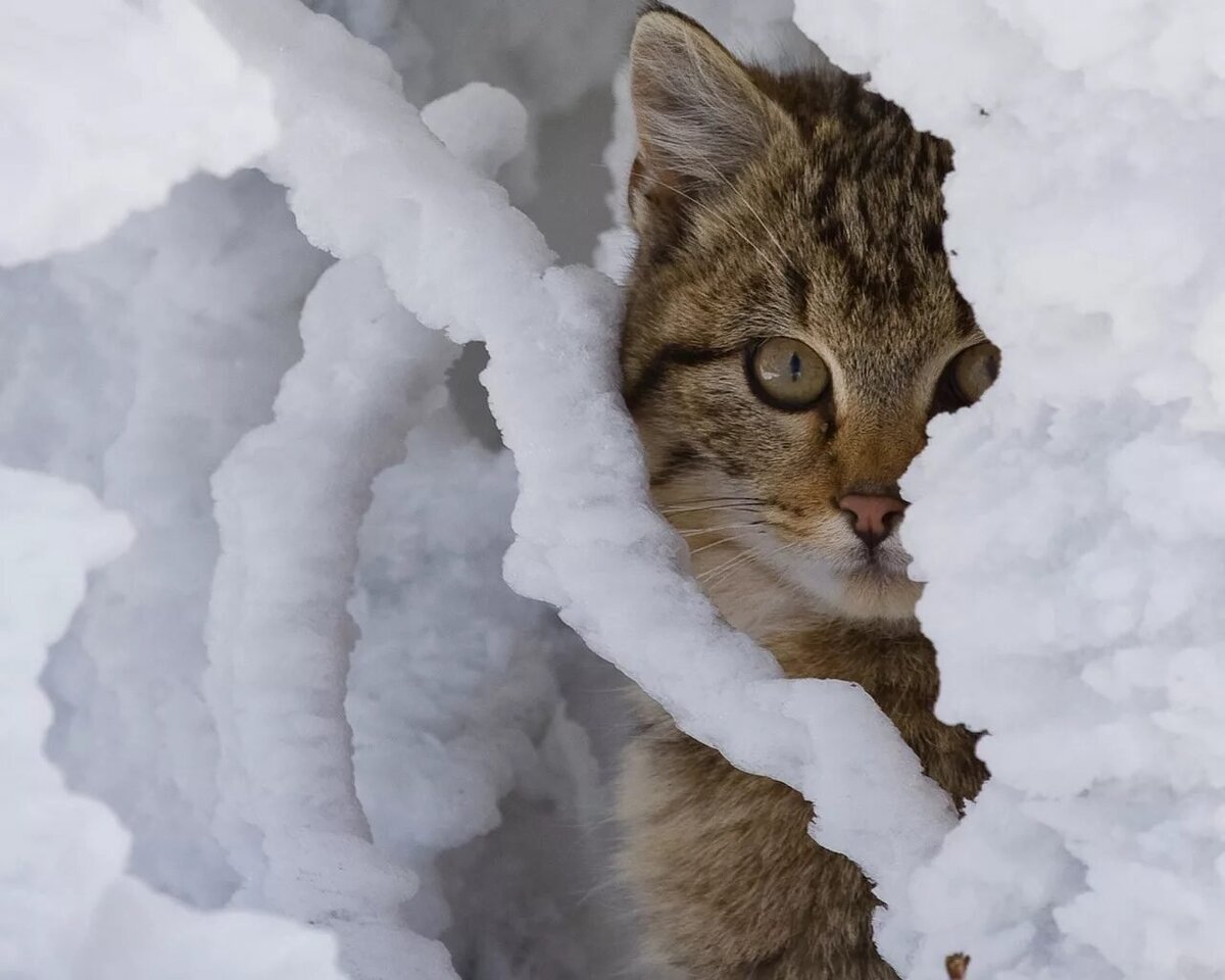 Снег и кошка картинки