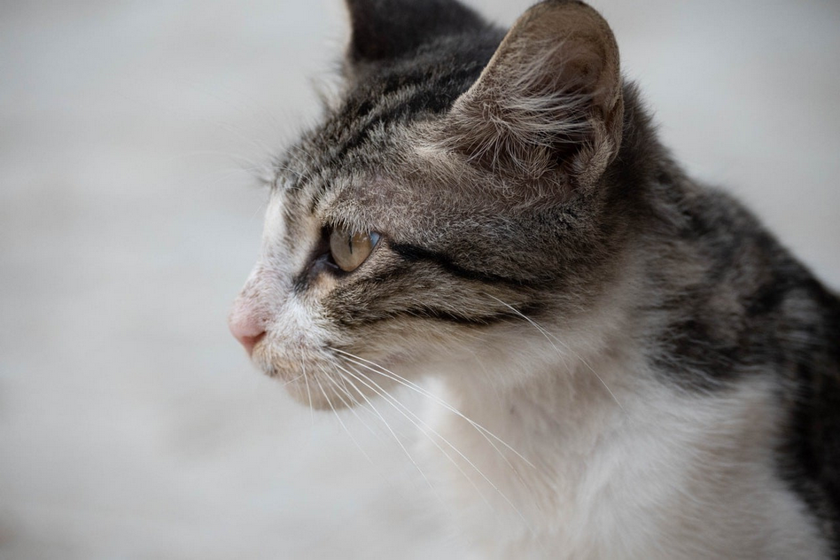 Ушной клещ у котов, кошек — признаки, лечение, профилактика