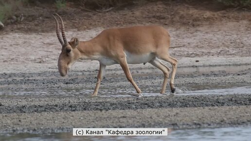 Сайгаки на ключе в 