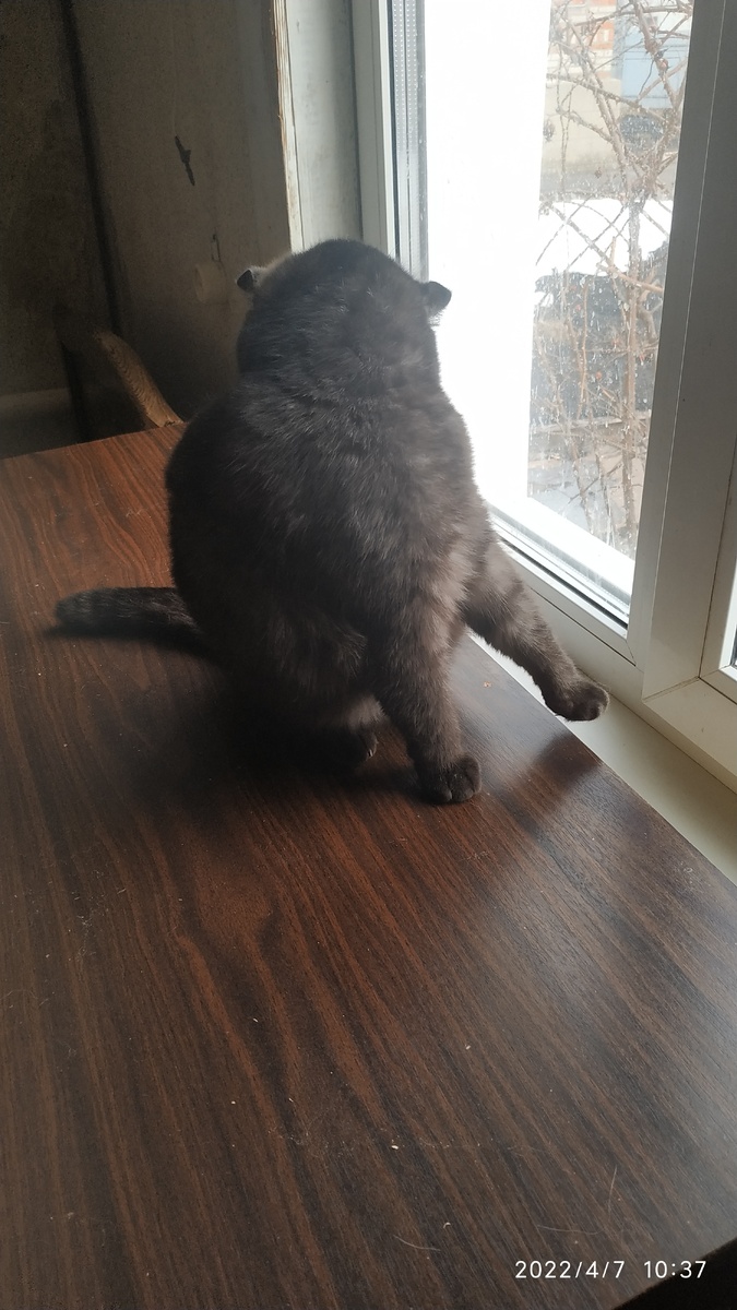 Очень лють Тося натирать блеском шерстку.