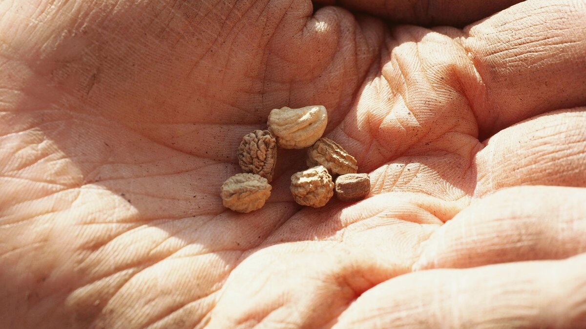 Семена крупные и морщинистые