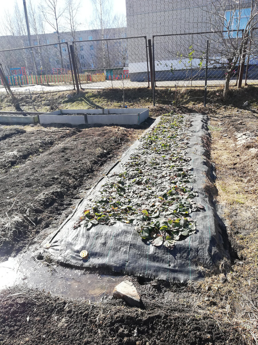 Так выглядит одна из гряд нашей садовой земляники Лорд. Фото сделано сразу после схода снега. 