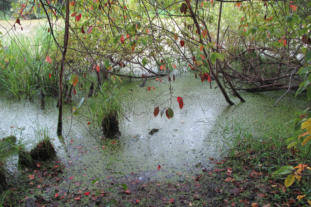 Добавьте описание