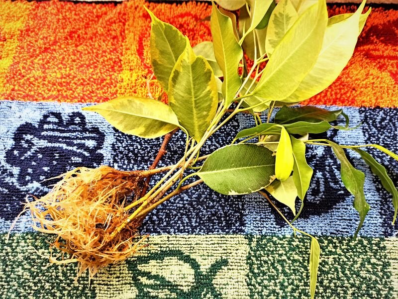  Фото автора.