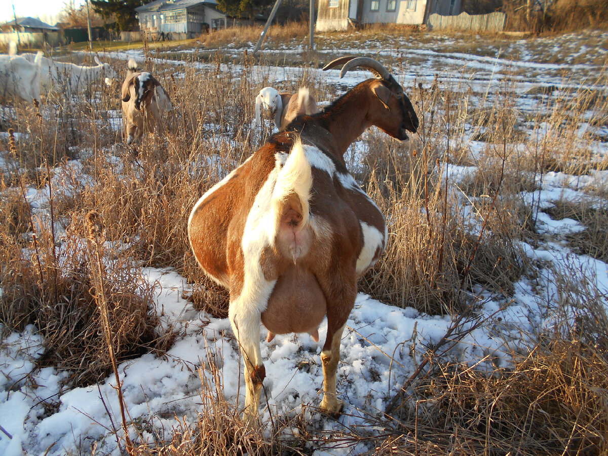 Дарси перед окотом