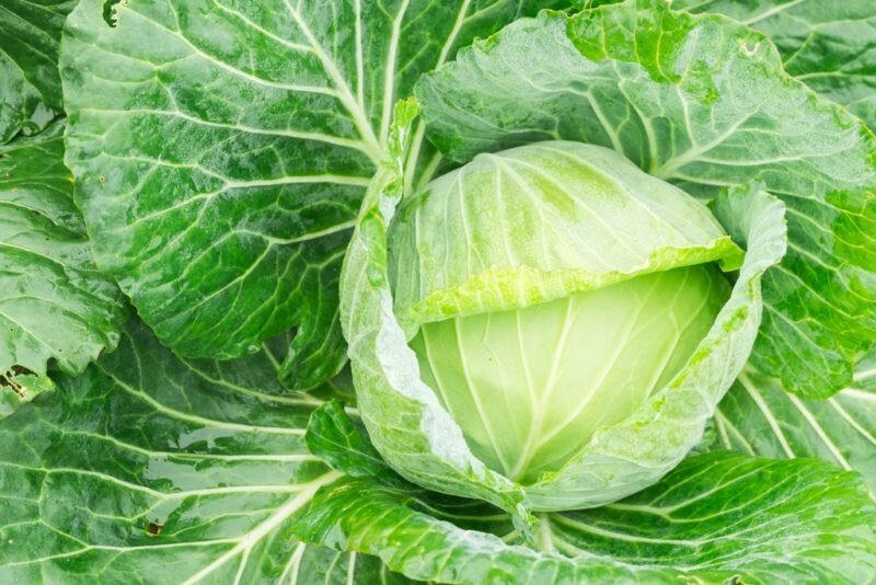 Капуста. Иллюстрация для статьи используется по стандартной лицензии ©dachnyedela.ru