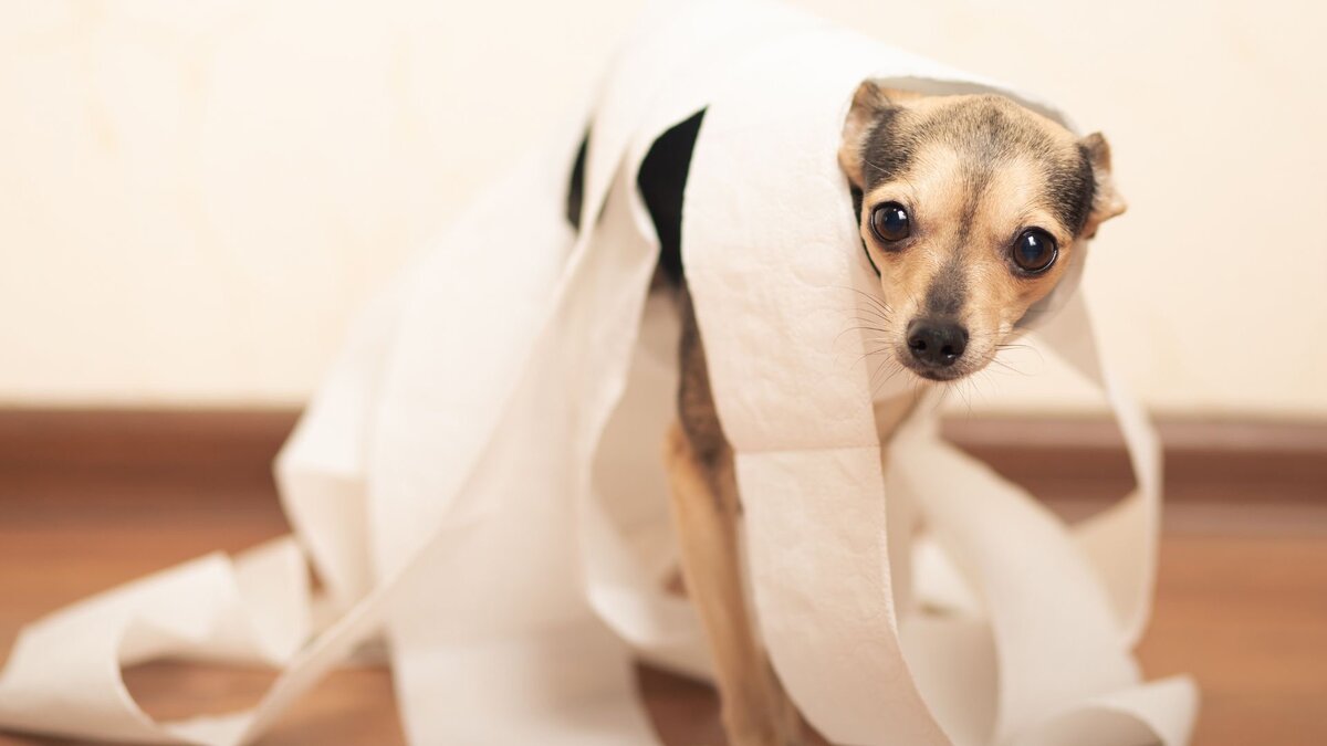 Диарея у собаки 