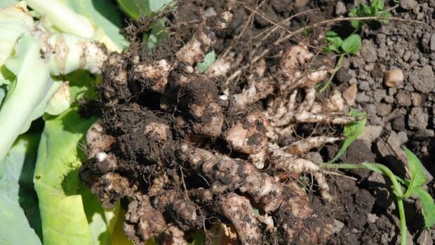 Желвакообразные наросты, появившиеся на корнях, являются ярким признаком килы.