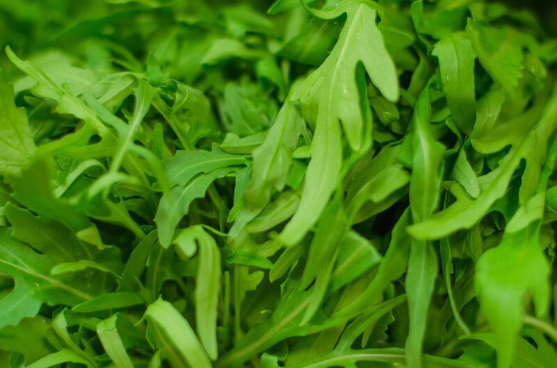 Руккола. Иллюстрация для статьи используется по стандартной лицензии ©dachnyedela.ru