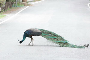 Павлины (peacocks) имеют право прохода первыми (the right of way) при переходе любой улицы, включая подъездные дорожки к дому (driveways).Теперь понятно, почему китов отстреливают: видимо, наглые млекопитающие не уступают дорогу бедным птичкам.