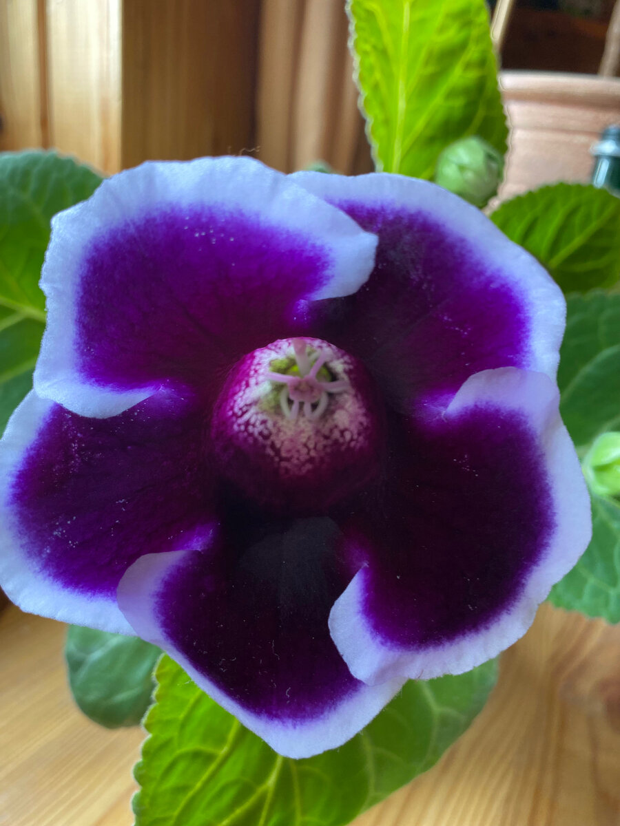 Сорт глоксиний я не запомнила, к сожалению.