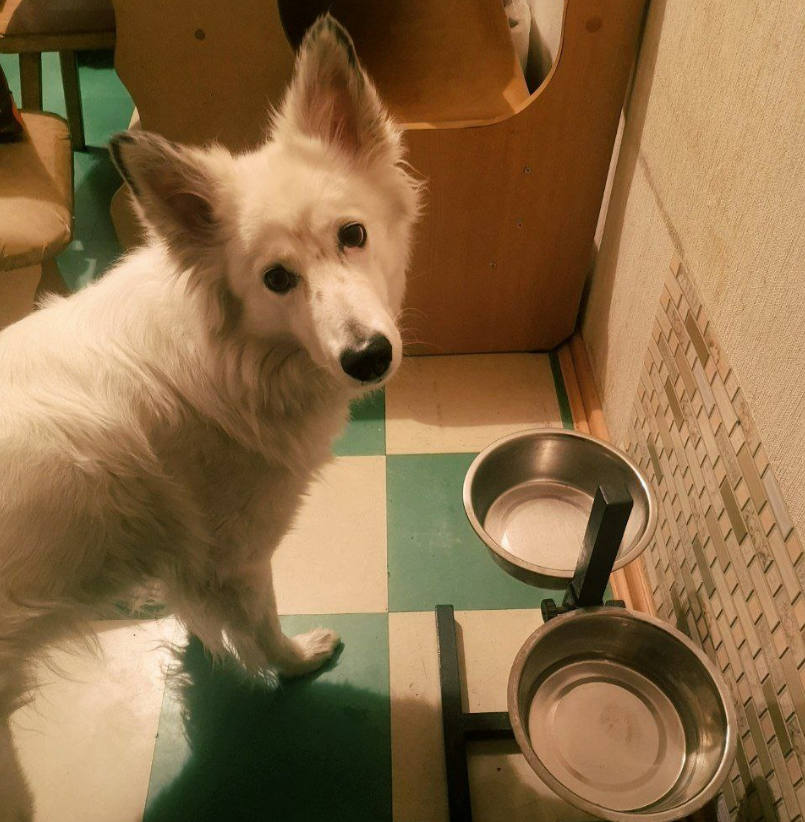 Пустые миски - Юсин кoшмap.