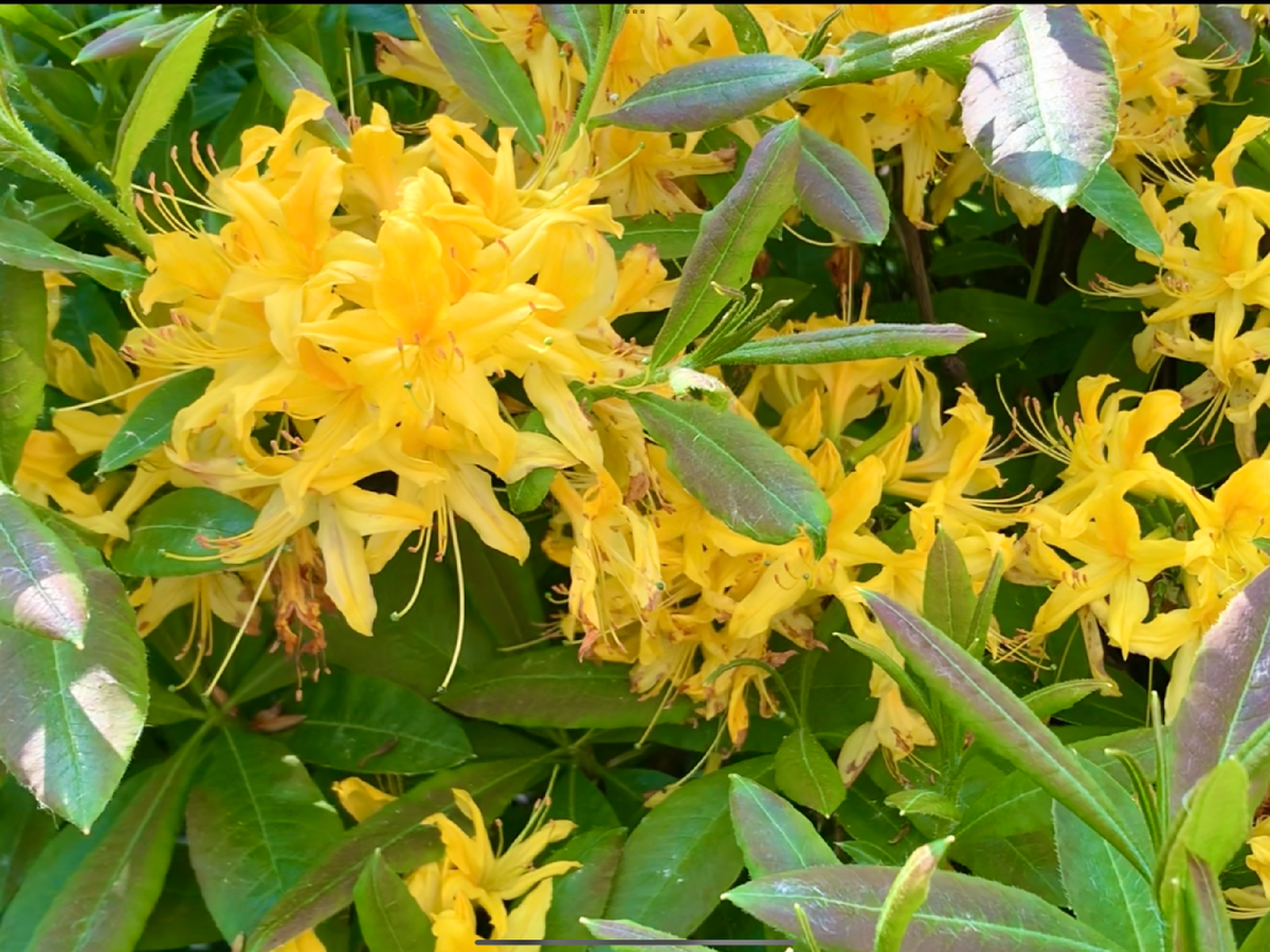  Солнечного цвета рододендрон подарит радость и очарование даже в пасмурную погоду