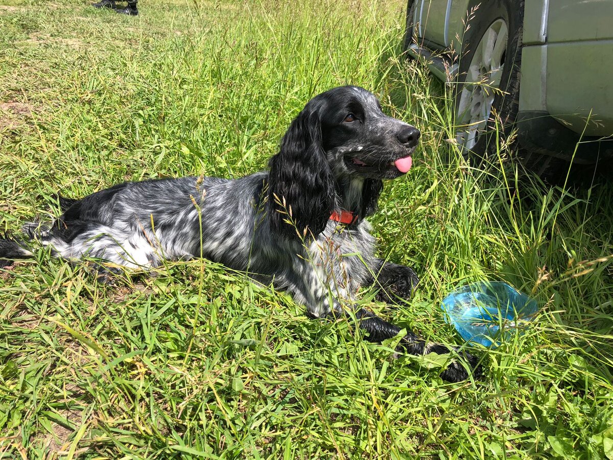 #спаниель #спаниели #коростель #охота #охотассобакой 