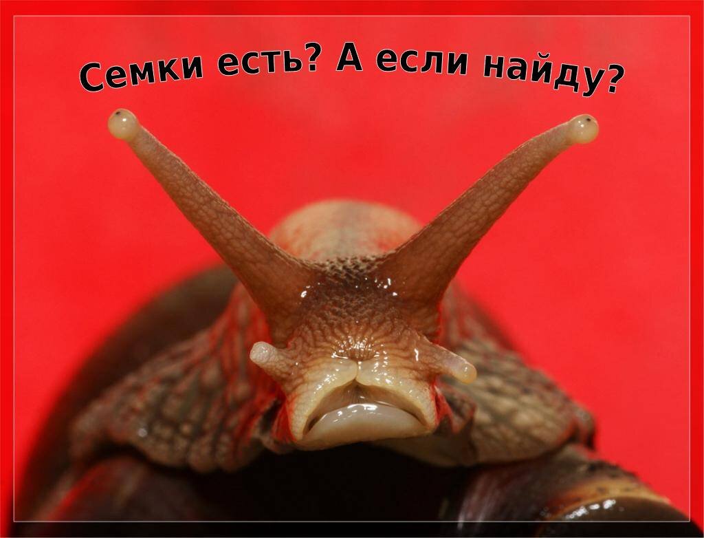 Радула у брюхоногого моллюска. Радула у брюхоногого моллюска. Зубы улитки. Зубы улитки. Радула виноградной улитки.