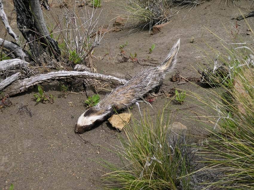 Не отвлекайте, я на вымирание опаздываю... Ну вот, опоздал!