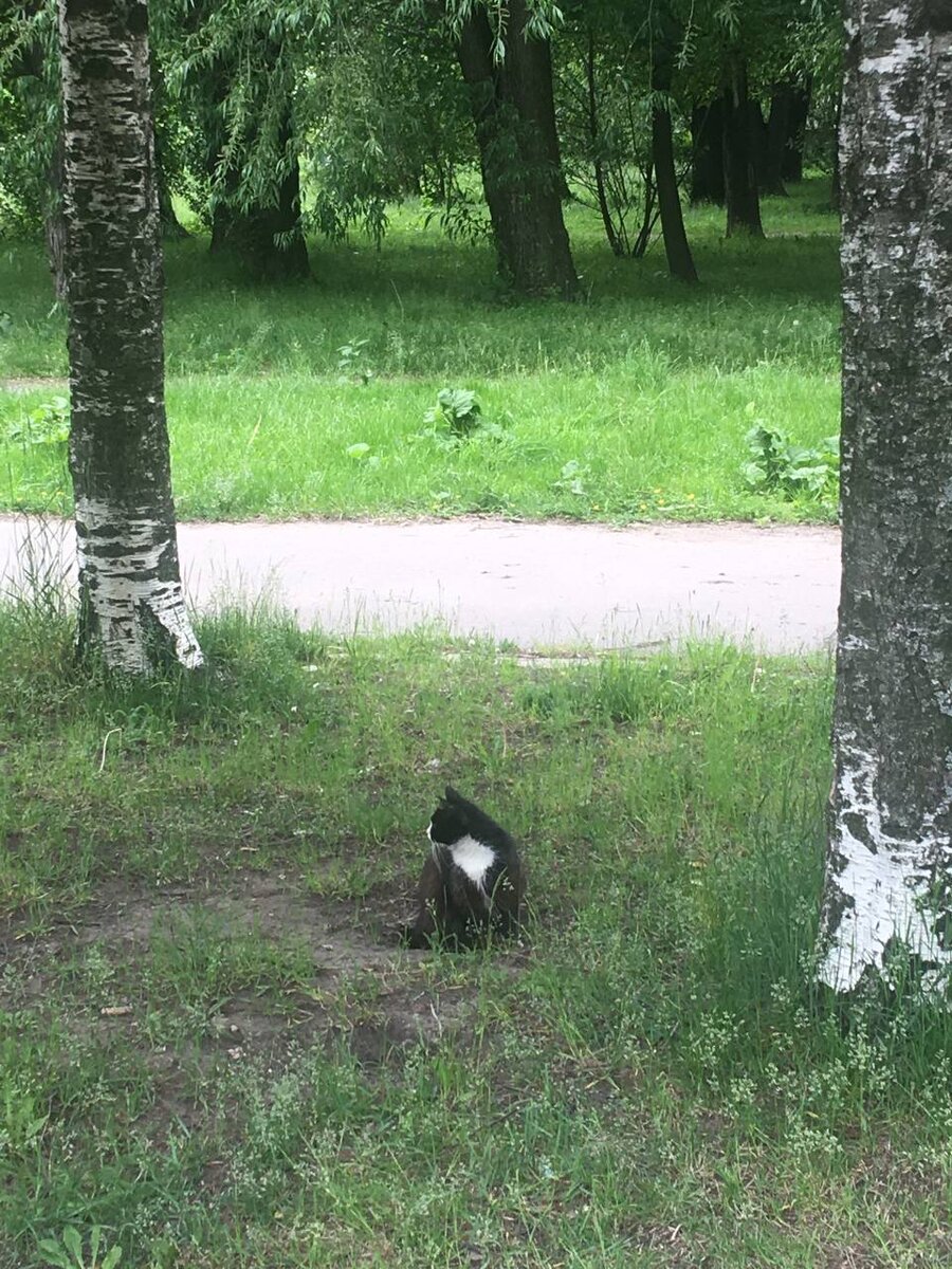Кот