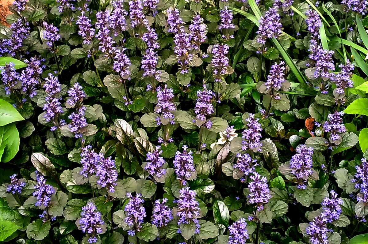 на этом фото живучка "чоклит" (шоколадная) , которая тоже у нас распространилась