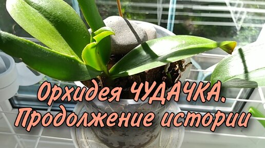 Орхидея ЧУДАЧКА. Продолжение истории