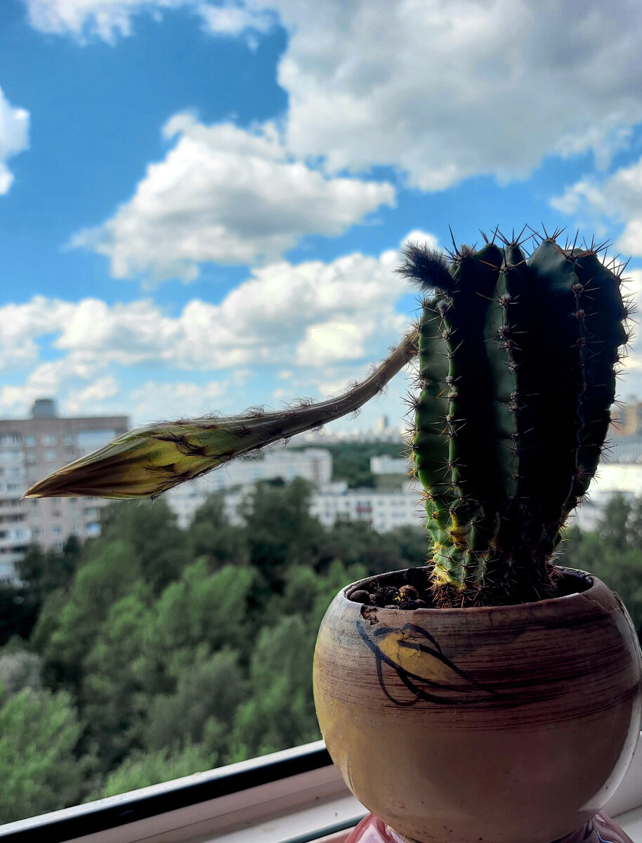 Кактусу 5 лет