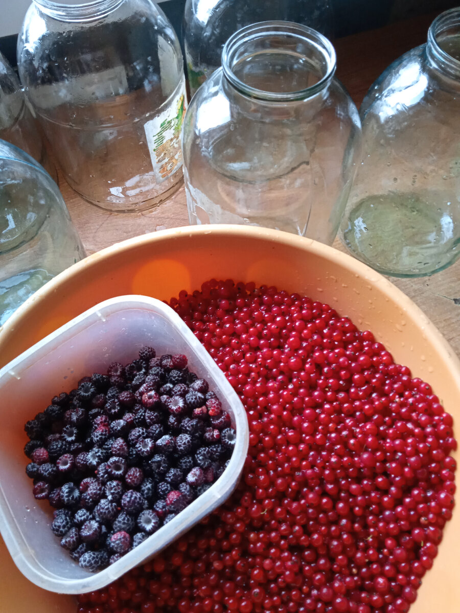 Смородина и ежевика для сегодняшнего компотика 