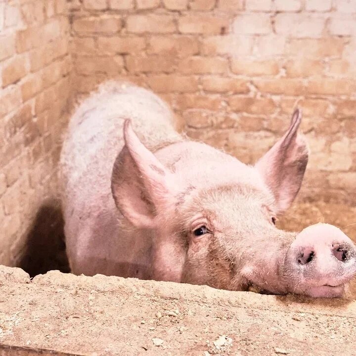 Захар уже давний житель приюта