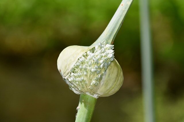     Как вырастить вечный лук-порей и переупрямить культуру

