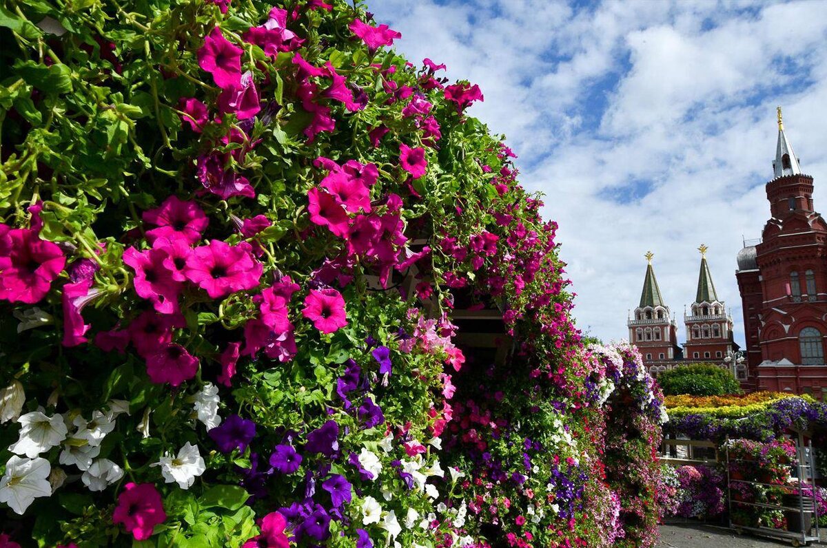 огни москвы цветы