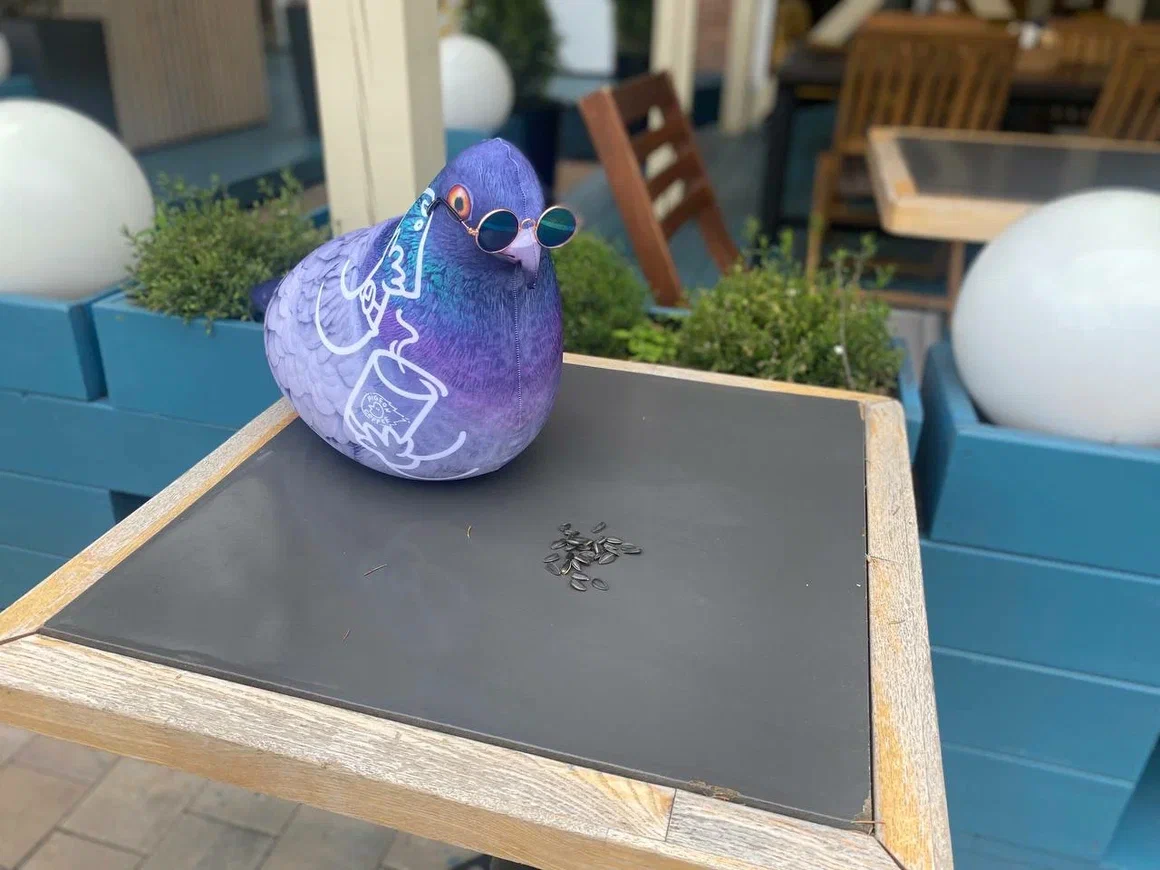 Голубь Валера - спец своего дела!