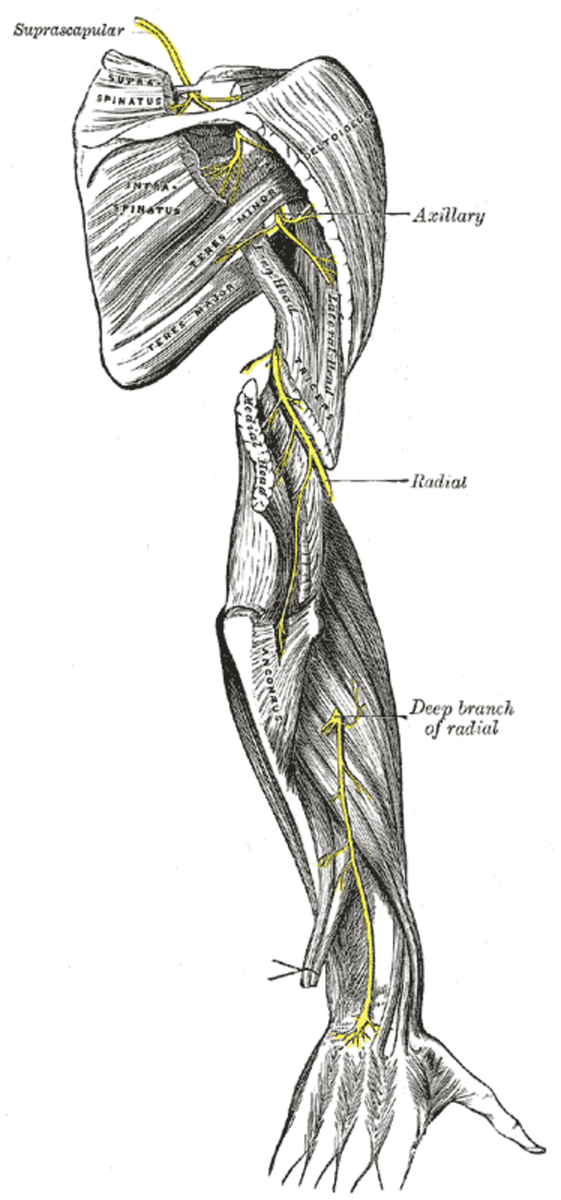 Nervus axillaris анатомия