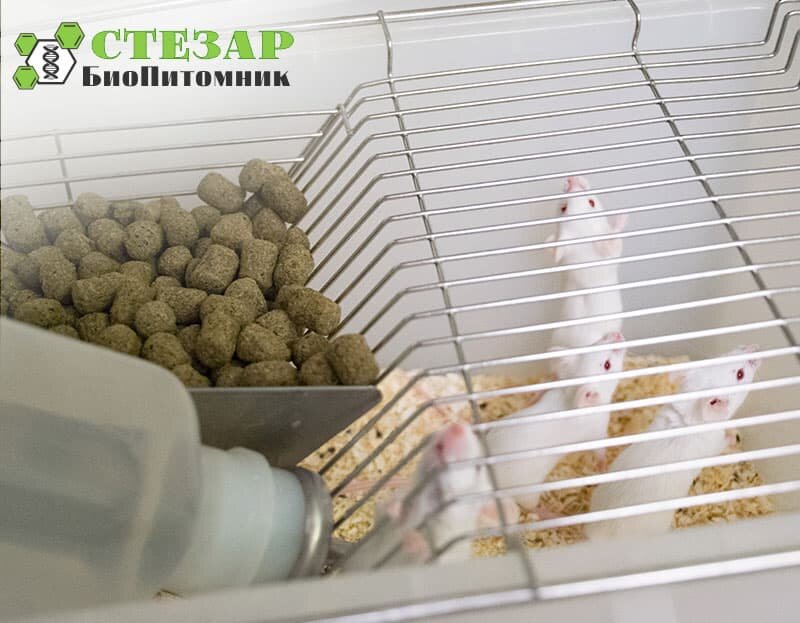 Лабораторные мыши BALB/C в БиоПитомнике Стезар / Фото с нашего сайта www.biopitomnik.ru