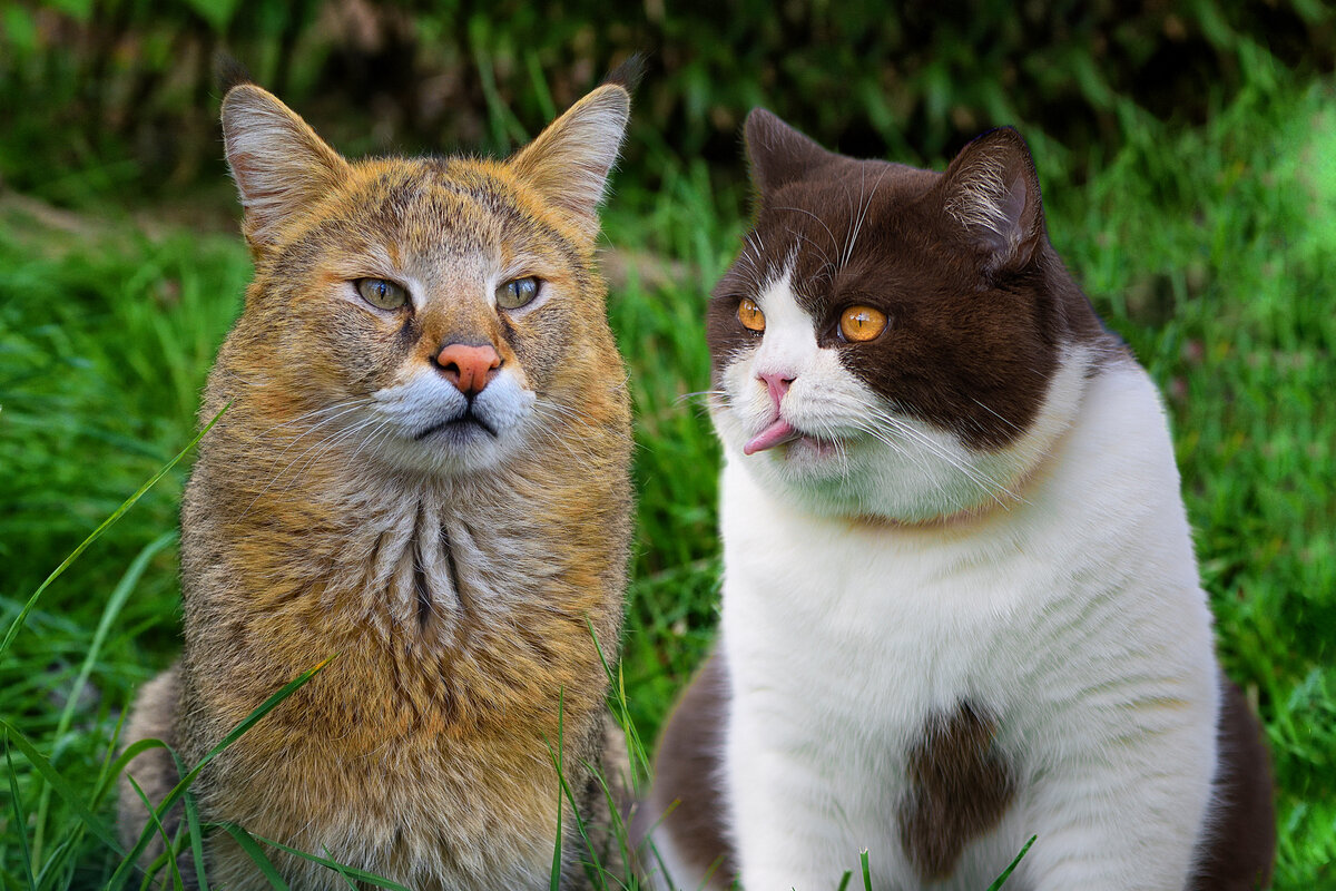 Коллаж автора.