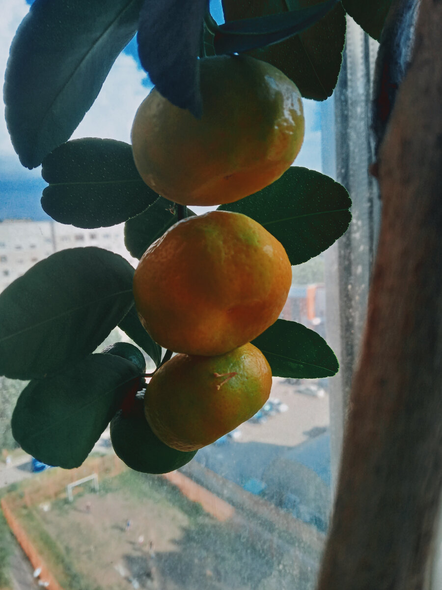 Танжерин на окне