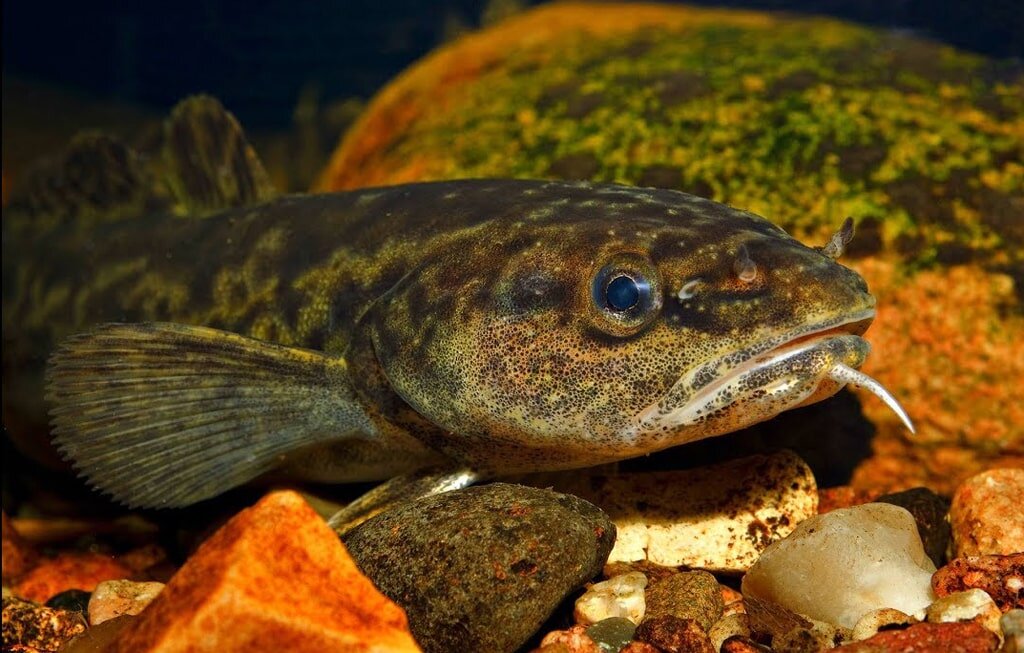 Налим – пресноводная ночная хищная рыба семейства тресковых. Из всех тресковых только налим является пресноводным. Внешне налим чем-то похож на сома. 