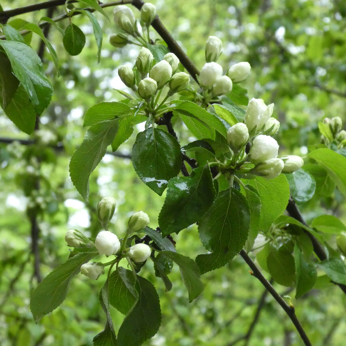 Весной на нашем балконе особенно красиво! Потому как под ним зацветает яблоня. 