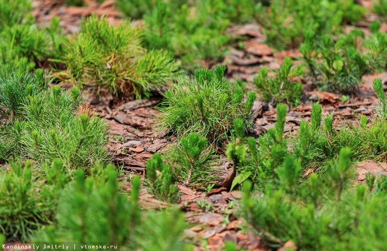    Фото: Дмитрий Кандинский / vtomske.ru
