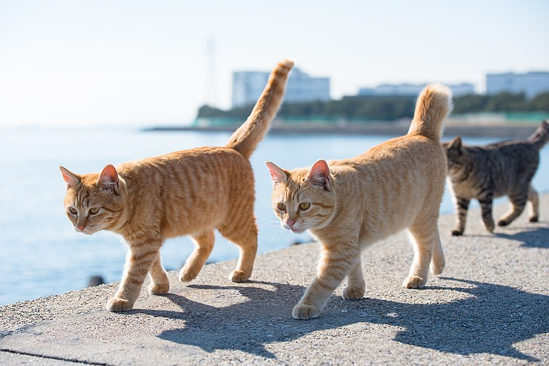 Кошечки идут. Кот идет. Две кошки. Два кота идут. Котики идут вместе.