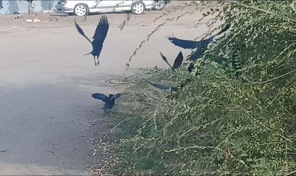 Как бы феерично это не звучало, но птички сюда как раз вписались в статью😅))