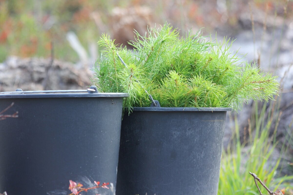 Фотография сообщества «Гатчинское лесничество» в «ВКонтакте»