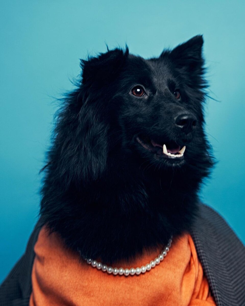    instagram.com/huskyekb admin