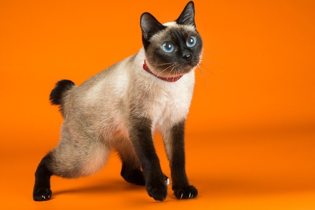 Скиф тай дон. Милашка не правда ли?