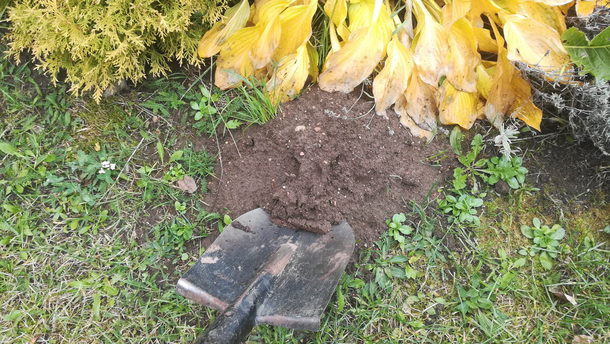 Я обычно заготавливаю почву кротовин. Но это необязательно.