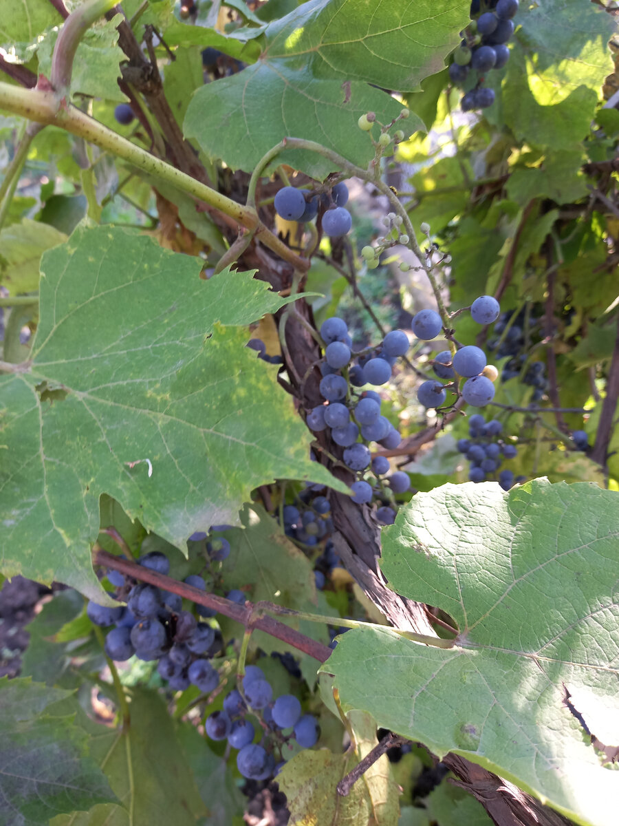 Винные лозы восстановились, но ягода на них мельче, чем обычно. 